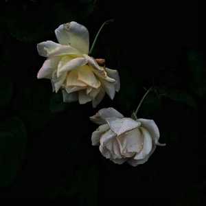 被男人狂躁30分钟会怎样
